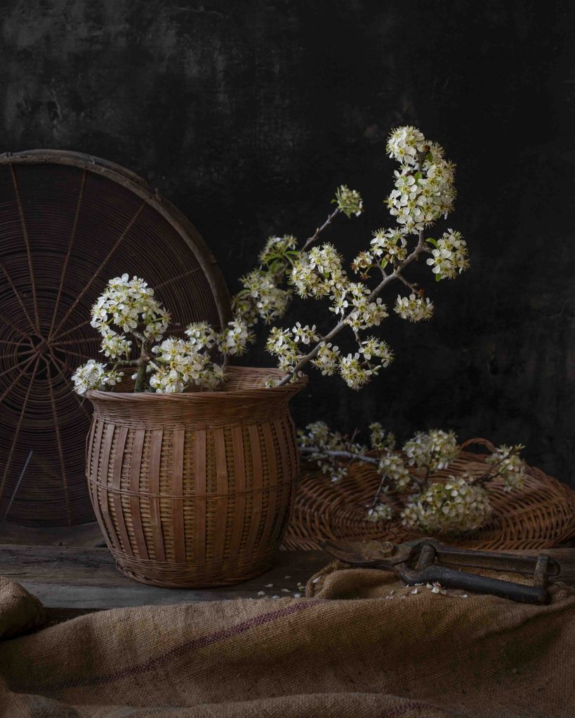 Hawthorn gathered in a old basket, pruners are laying next to the basket. The basket is on an old farm sack and there is a old sieve leaning on the black background. This a a still life from languedoc France.